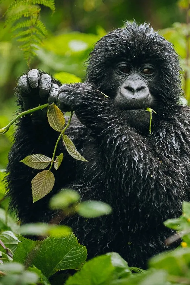 First-timer's guide to gorilla trekking in Bwindi