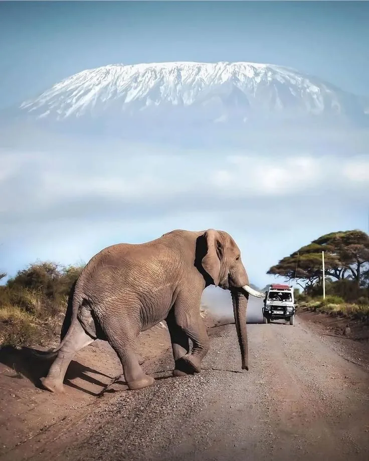 Amboseli in the shadow of Kilimanjaro